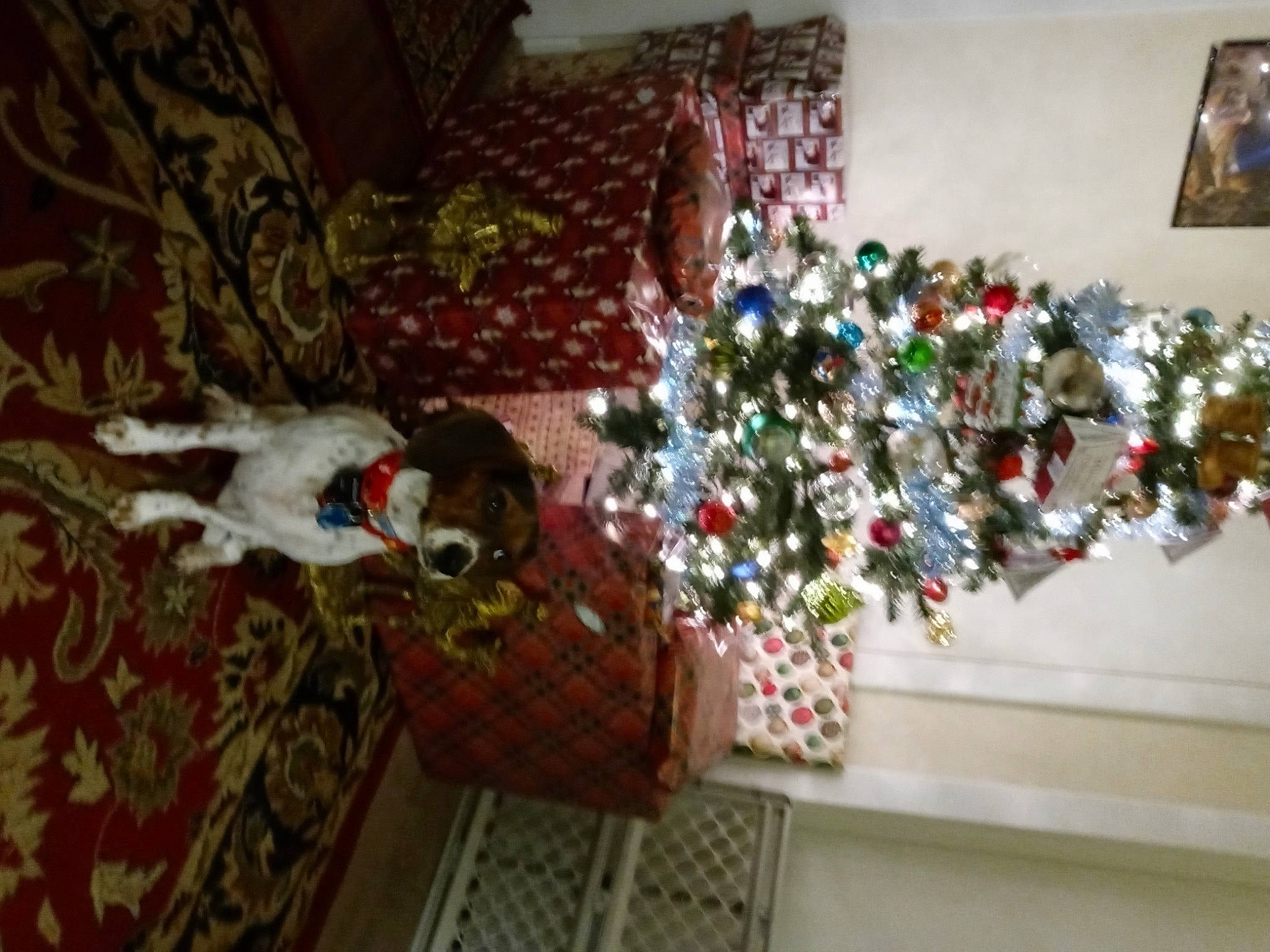 Dolly joined the competition — help win amazing prizes! carnivore, christmas, christmas_decoration, christmas_eve, christmas_ornament, christmas_tree, companion_dog, couch, dog, event, flooring, holiday, holiday_ornament, living_room, ornament, plant, room, textile, tree, wood