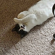 Baylee joined the competition — help win amazing prizes! cat, black_and_white, lying_down, carpet, indoor, pet, feline, curious, relaxed, paws, animal, fur, whiskers, cute, playful, domestic, mammal, resting, home, cozy