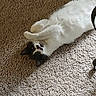cat, black_and_white, lying_down, carpet, indoor, pet, feline, curious, relaxed, paws, animal, fur, whiskers, cute, playful, domestic, mammal, resting, home, cozy