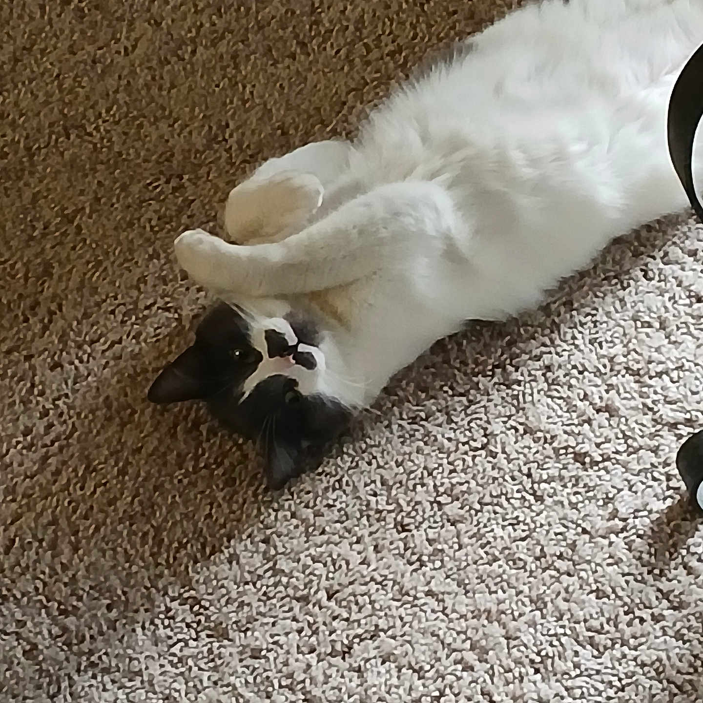 Baylee joined the competition — help win amazing prizes! cat, black_and_white, lying_down, carpet, indoor, pet, feline, curious, relaxed, paws, animal, fur, whiskers, cute, playful, domestic, mammal, resting, home, cozy