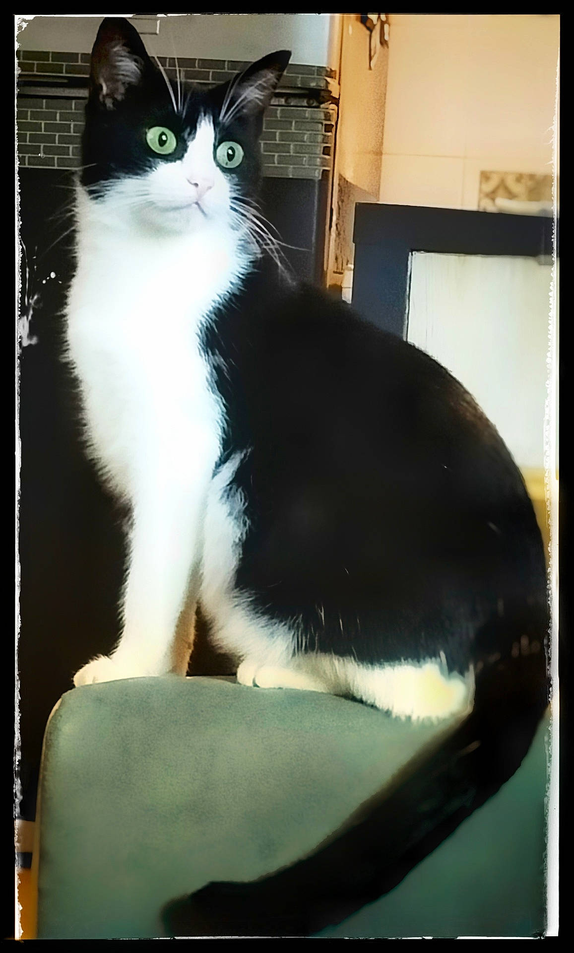 Odd a rejoint le concours — aidez-le/la à gagner de superbes lots ! abyssinian, angora, animal, architecture, armchair, blackcat, building, cat, chair, couch, furniture, indoors, kitten, livingroom, manx, pet, room, siamese