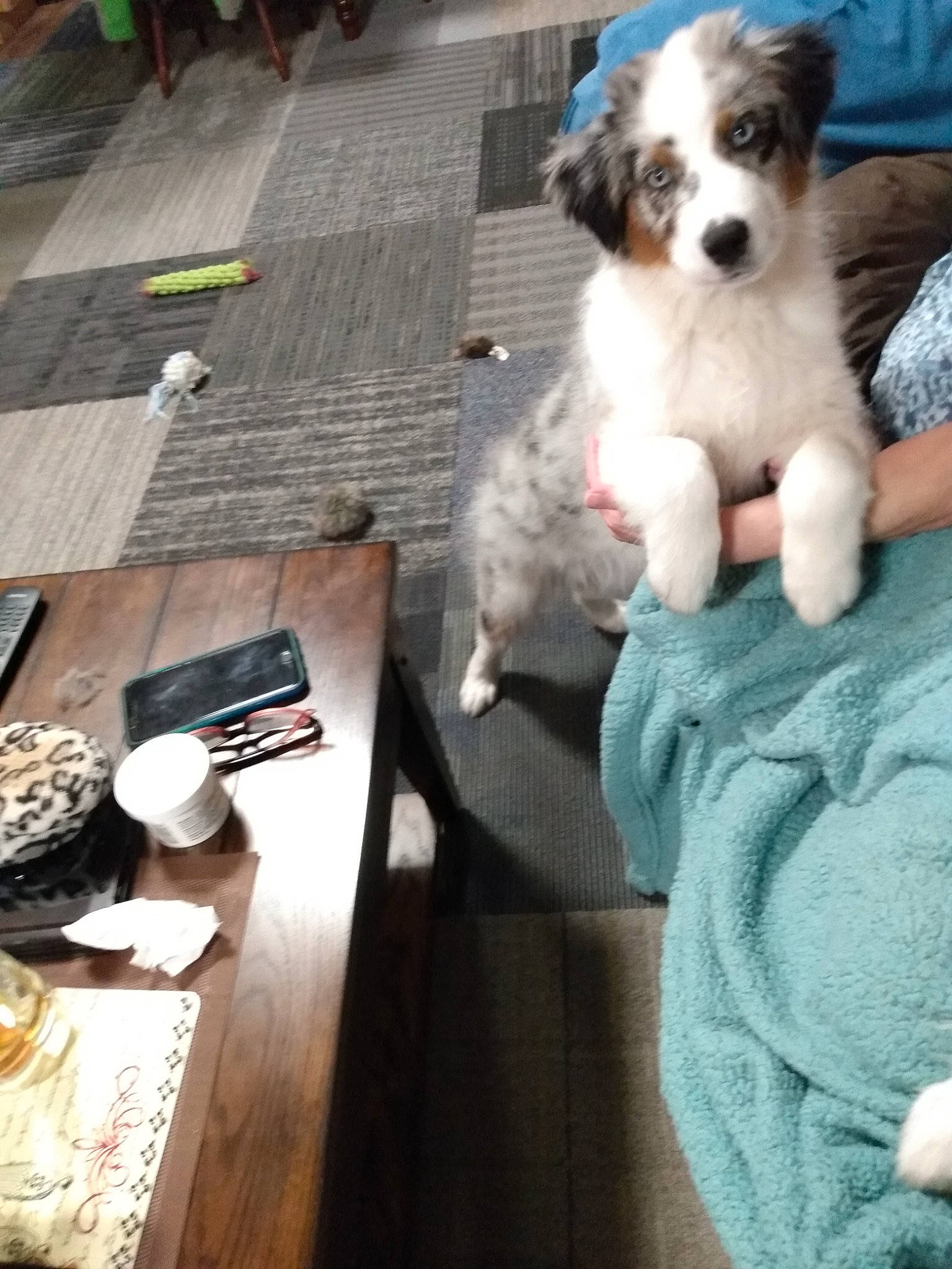 Brodie joined the competition — help win amazing prizes! carnivore, chair, companion_dog, dog, dog_breed, flooring, fur, hardwood, paw, plate, puppy, puppy_love, small_terrier, sporting_group, table, tableware, tail, terrier, toy_dog, wood