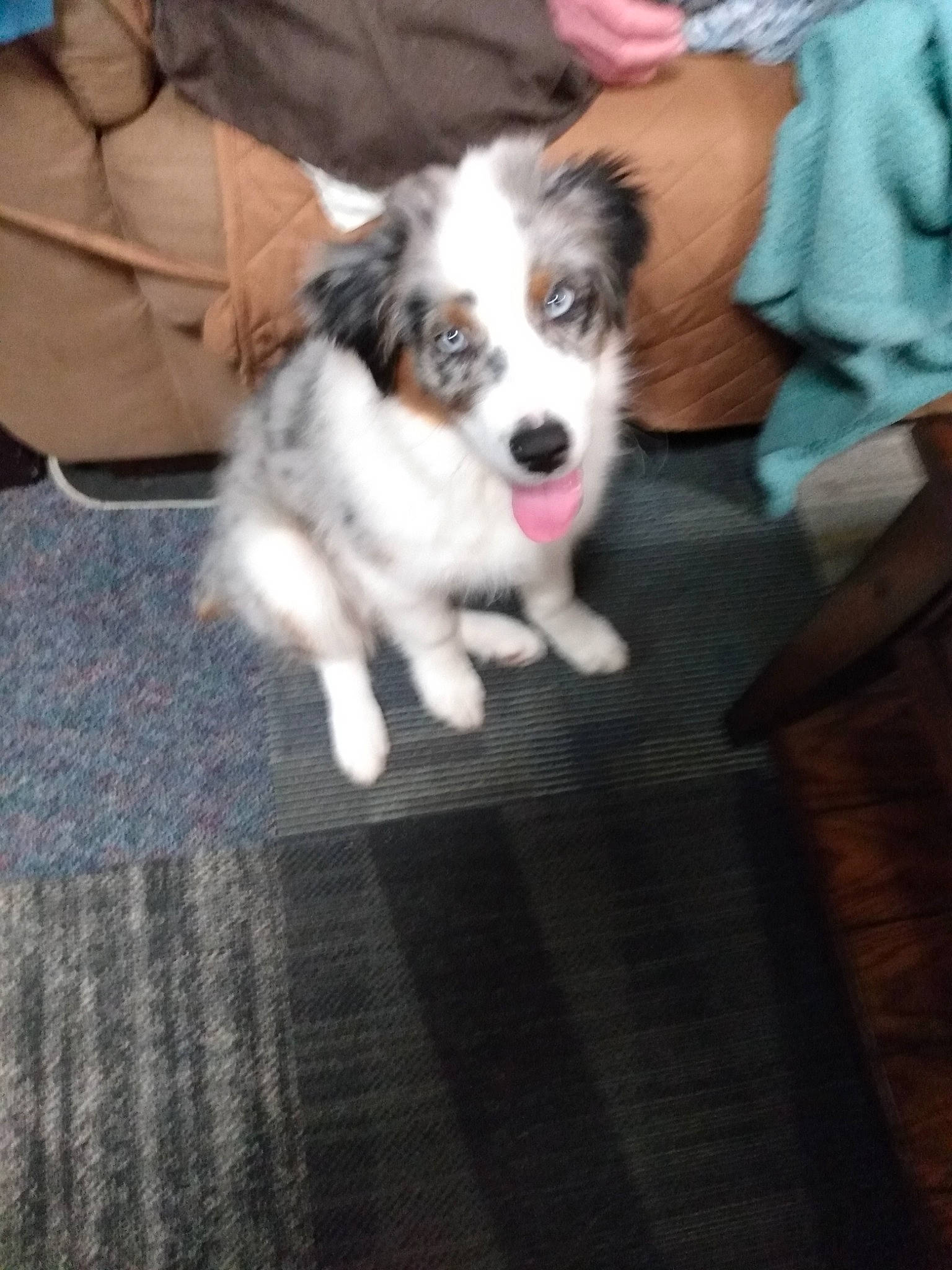 Brodie is registered to the contest to win money with this photo: canidae, carnivore, chair, companion_dog, dog, dog_breed, flooring, fur, hardwood, herding_dog, non_sporting_group, papillon, puppy, spaniel, sporting_group, tie, toy_dog, whiskers, wood, working_dog