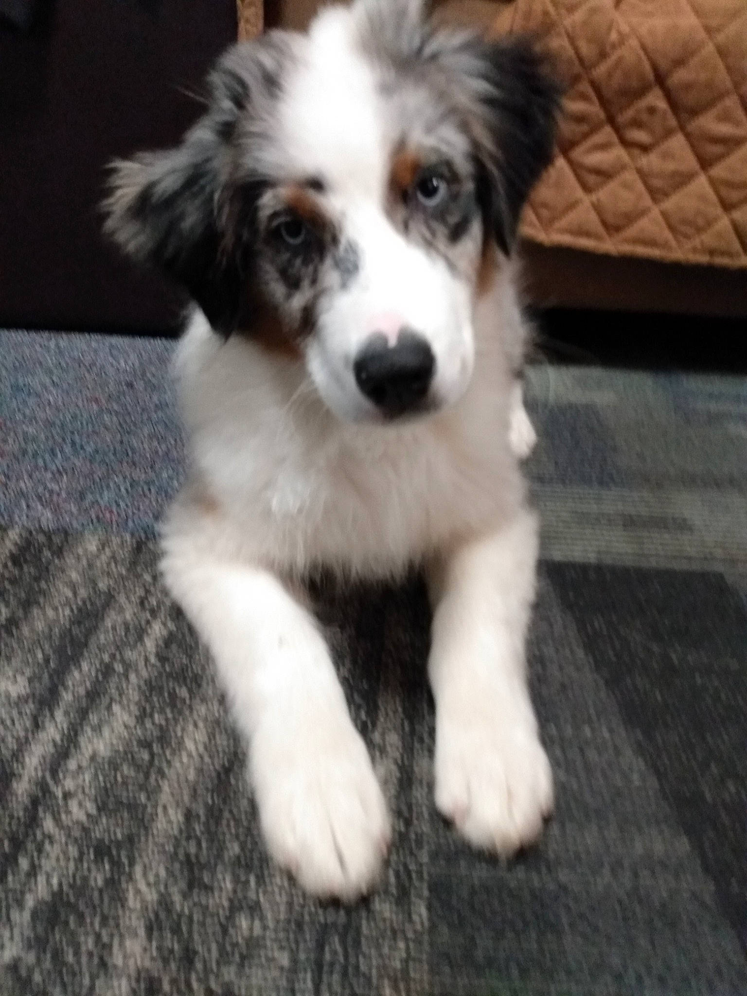 Brodie is registered to the contest to win money with this photo: australian_collie, australian_shepherd, border_collie, carnivore, companion_dog, dog, dog_breed, flooring, herding_dog, miniature_australian_shepherd, sporting_group, terrestrial_animal, toy_dog, whiskers, working_animal, working_dog