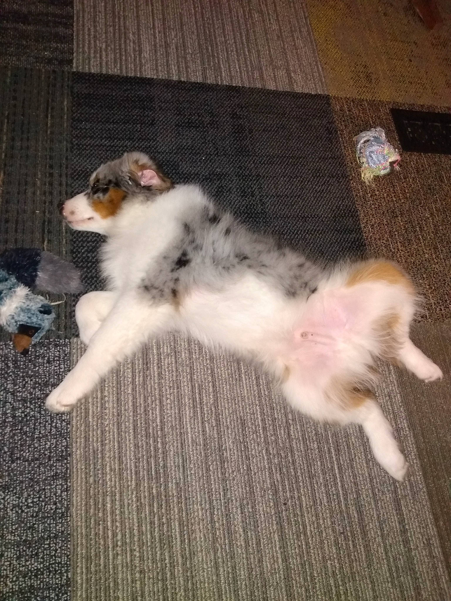 Brodie joined the competition — help win amazing prizes! carnivore, cat, claw, companion_dog, dog_breed, domestic_short_haired_cat, fawn, felidae, floor, flooring, foot, fur, hardwood, paw, small_to_medium_sized_cats, tail, terrestrial_animal, toe, whiskers, wood