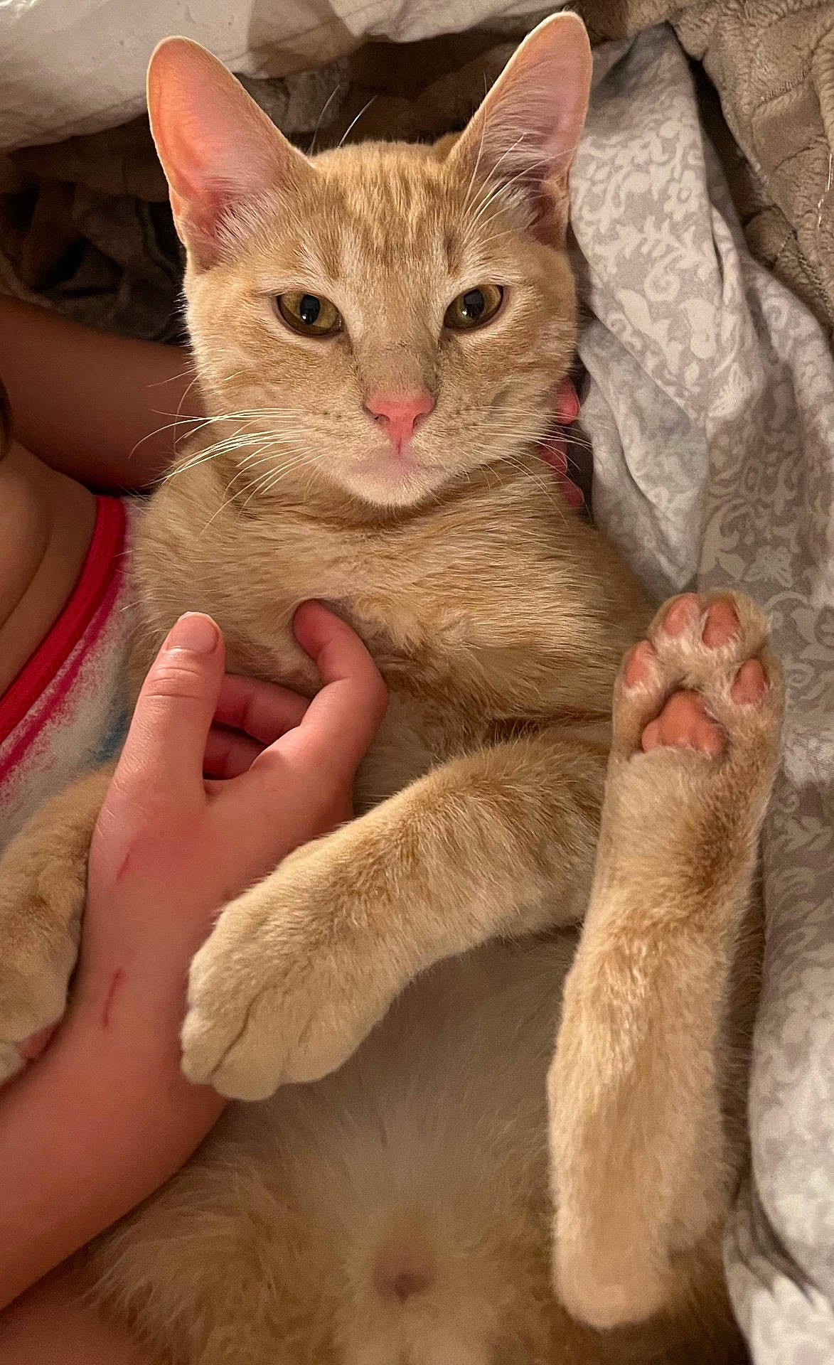 Zimba is registered to the contest to win money with this photo: abyssinian, animal, baby, blanket, bodypart, cat, face, finger, hand, head, kitten, manx, person, pet, photography, portrait, quilt, rat, rodent, sleeping