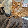 cat, orange_tabby, pet, stuffed_animal, bunny, plush, blanket, gray, cozy, indoor, feline, whiskers, relaxed, closeup, cute, soft, fur, animal, resting, companion