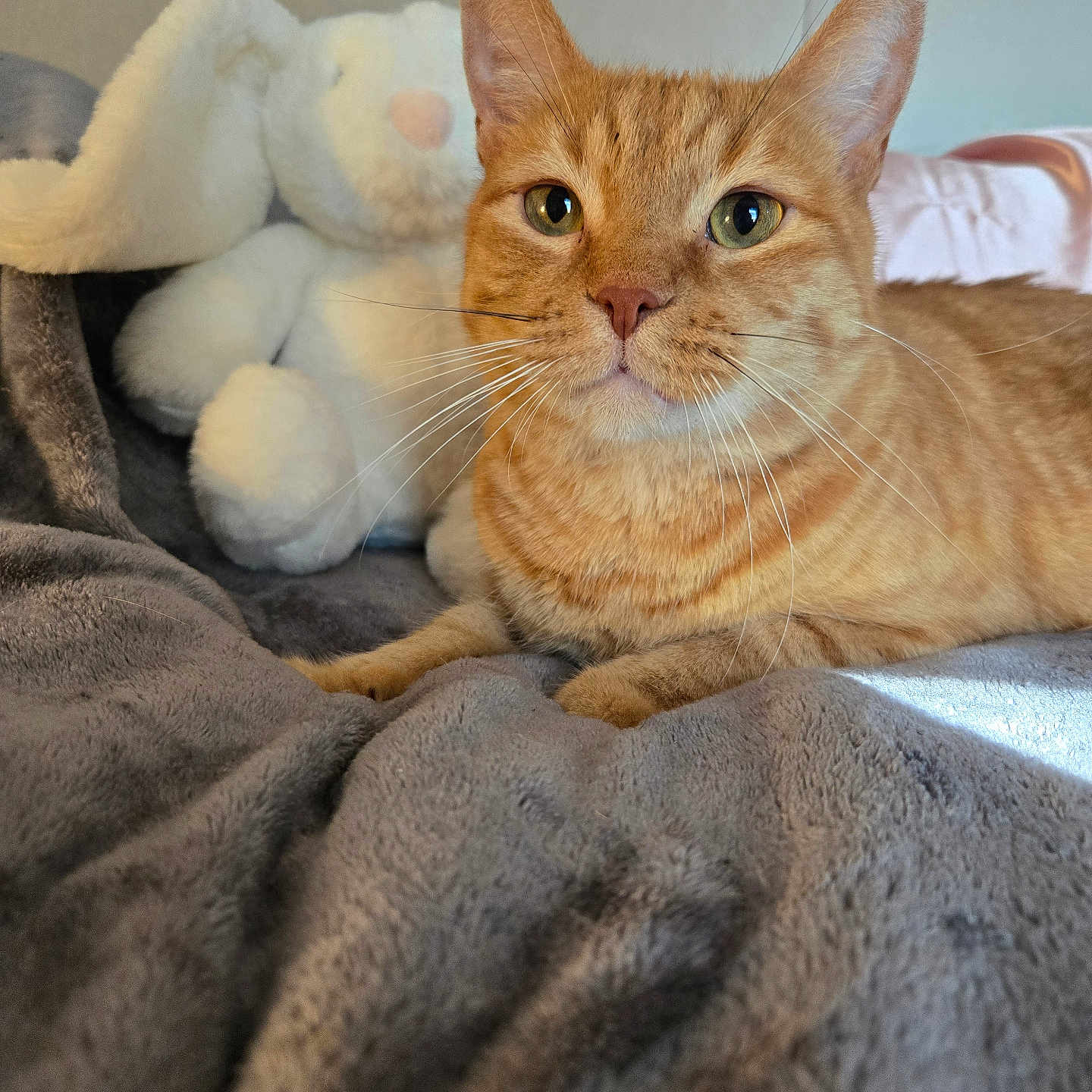 Peanut is registered to the contest to win money with this photo: animal, blanket, bunny, cat, closeup, companion, cozy, cute, feline, fur, gray, indoor, orange_tabby, pet, plush, relaxed, resting, soft, stuffed_animal, whiskers