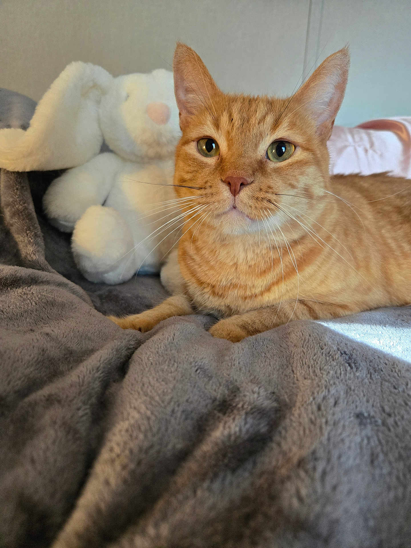 Peanut is registered to the contest to win money with this photo: cat, orange_tabby, pet, stuffed_animal, bunny, plush, blanket, gray, cozy, indoor, feline, whiskers, relaxed, closeup, cute, soft, fur, animal, resting, companion