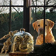 Hatchi participe au concours pour gagner de l'argent avec cette photo : dog, golden_labrador, window, glass_dome, golden_ornaments, decoration, natural_light, outdoor, tree_branches, wooden_surface, curious, pet, animal, holiday_decoration, reflection, still_life, indoors, closeup, daylight, garden