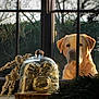 dog, golden_labrador, window, glass_dome, golden_ornaments, decoration, natural_light, outdoor, tree_branches, wooden_surface, curious, pet, animal, holiday_decoration, reflection, still_life, indoors, closeup, daylight, garden