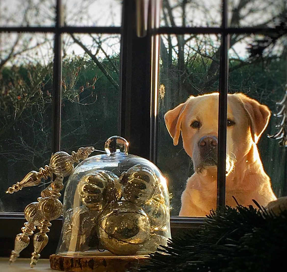 Hatchi participe au concours pour gagner de l'argent avec cette photo : dog, golden_labrador, window, glass_dome, golden_ornaments, decoration, natural_light, outdoor, tree_branches, wooden_surface, curious, pet, animal, holiday_decoration, reflection, still_life, indoors, closeup, daylight, garden