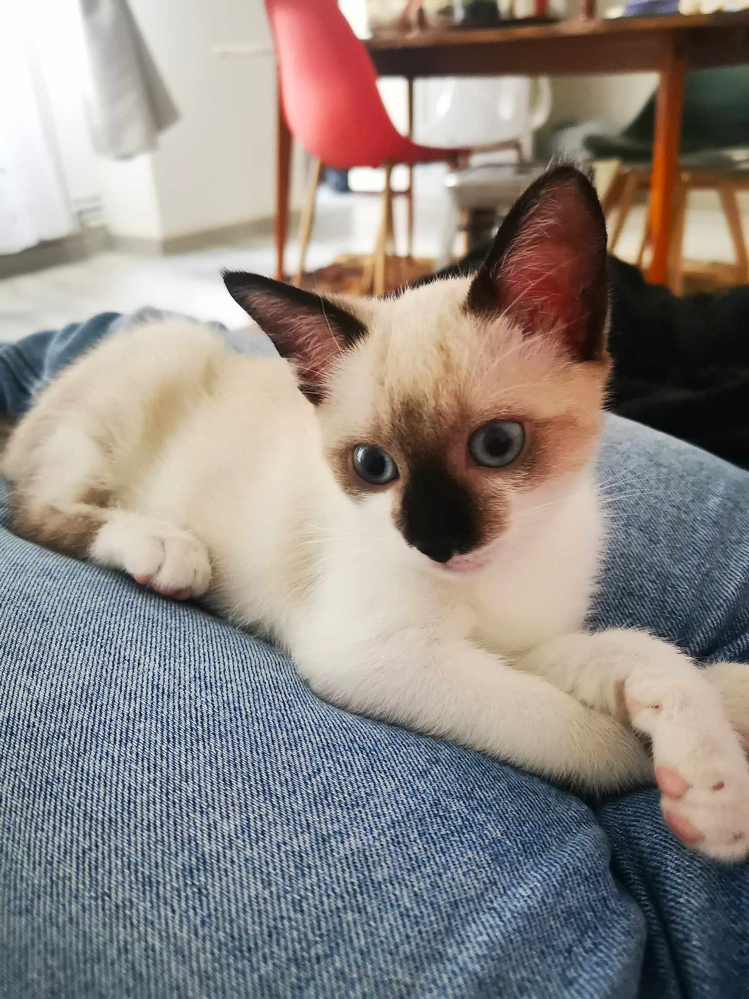 Paupiette