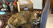 Tesla joined the competition — help win amazing prizes! cat, sleeping, table, rug, chair, kitchen, box, refrigerator, magnet, decoration, mushroom, marble_surface, wooden_cabinet, indoor, furniture, pet, cozy, domestic, resting, tabby_cat