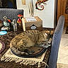 cat, sleeping, table, rug, chair, kitchen, box, refrigerator, magnet, decoration, mushroom, marble_surface, wooden_cabinet, indoor, furniture, pet, cozy, domestic, resting, tabby_cat