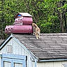 cat, shed, roof, birdhouse, trees, greenery, outdoor, animal, nature, wood, building, shingles, daylight, curious, walking, feline, small_structure, leaves, garden, wildlife
