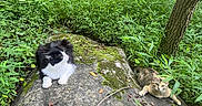 Skippy is registered to the contest to win money with this photo: cat, black_and_white_cat, tabby_cat, rock, moss, greenery, plants, nature, outdoor, animal, feline, resting, relaxed, leaf, tree_trunk, wildlife, grass, pet, two_animals, daylight