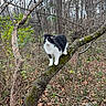 cat, animal, tree, forest, nature, outdoor, wildlife, branch, moss, leaf_litter, black_and_white, feline, curious, perched, woodland, seasonal, bare_trees, greenery, mammal, alert