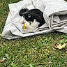 Skippy joined the competition — help win amazing prizes! cat, black_and_white_cat, grass, outdoor, leaf, fabric, tarp, playful, animal, pet, nature, greenery, curious, resting, folded, chewing, small_object, fall, daylight, relaxing
