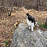 Skippy joined the competition — help win amazing prizes! cat, nature, rock, outdoor, animal, wildlife, forest, tree, leaf_litter, autumn, fur, mammal, pet, wild, branch, bark, daylight, two_animals, relaxing, alert