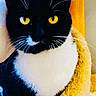 animal, black_and_white, cat, cat_bed, close_up, cozy, cute, domestic_cat, feline, fur, indoor, pet, portrait, relaxed, resting, soft_texture, tuxedo_cat, warm_colors, whiskers, yellow_eyes