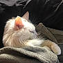 Helliot a rejoint le concours — aidez-le/la à gagner de superbes lots ! cat, white_cat, sleeping, fluffy, pet, cozy, blanket, resting, fur, indoor, soft_light, relaxation, cute, animal, nap, close_up, whiskers, ears, comfort, peaceful