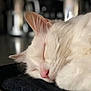 animal, blurred_background, cat, close_up, cozy, cute, domestic_animal, feline, fur, indoor, nap, peaceful, pet, pink_nose, relaxation, resting, sleeping, soft_light, whiskers, white_cat