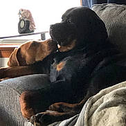 Kardi And Mia is registered to the contest to win money with this photo: animal, black_dog, blanket, brown_dog, companion, couch, cozy, cute, dog, domestic, friendship, furniture, home, indoor, pet, portrait, relaxing, resting, snuggling, window