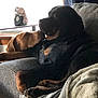 animal, black_dog, blanket, brown_dog, companion, couch, cozy, cute, dog, domestic, friendship, furniture, home, indoor, pet, portrait, relaxing, resting, snuggling, window