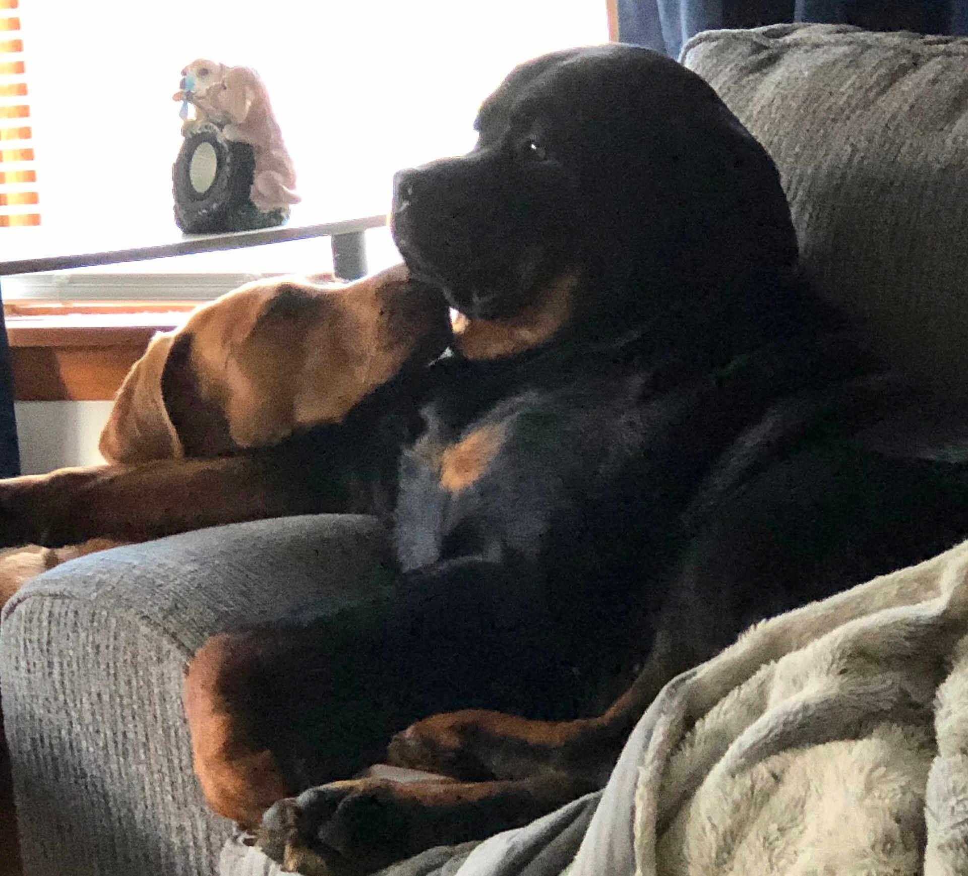 Kardi And Mia is registered to the contest to win money with this photo: animal, black_dog, blanket, brown_dog, companion, couch, cozy, cute, dog, domestic, friendship, furniture, home, indoor, pet, portrait, relaxing, resting, snuggling, window