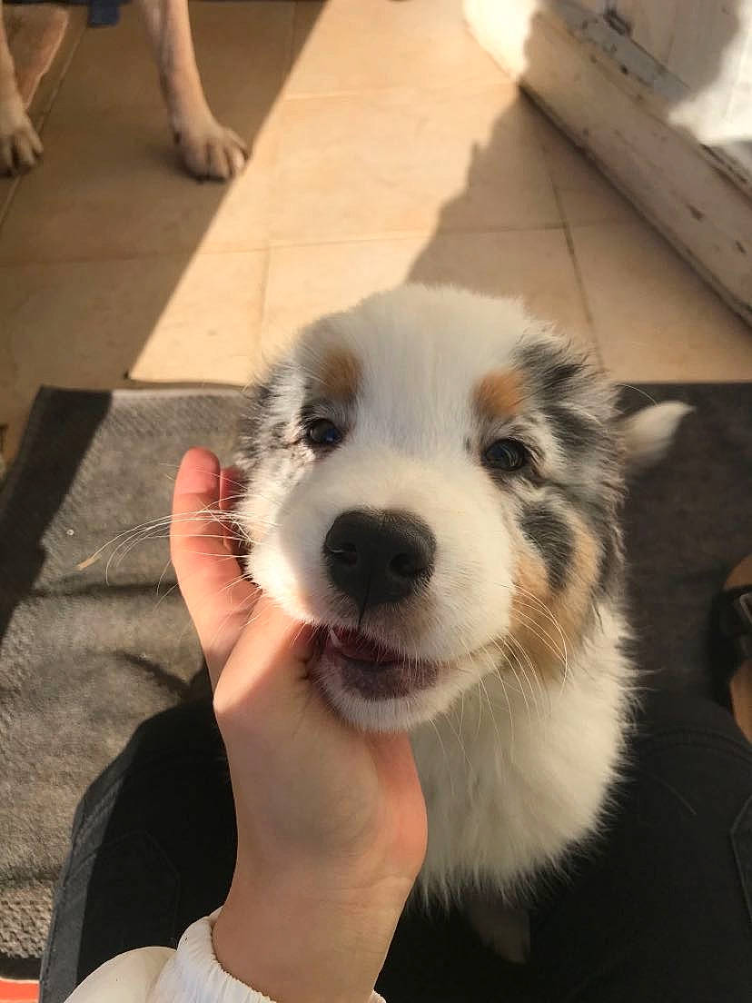 Rally participe au concours pour gagner de l'argent avec cette photo : companion_dog, dog, dog_breed, flooring, foot, fur, happy, hardwood, human_leg, non_sporting_group, puppy_love, shorts, thigh, whiskers, wood, working_animal, working_dog