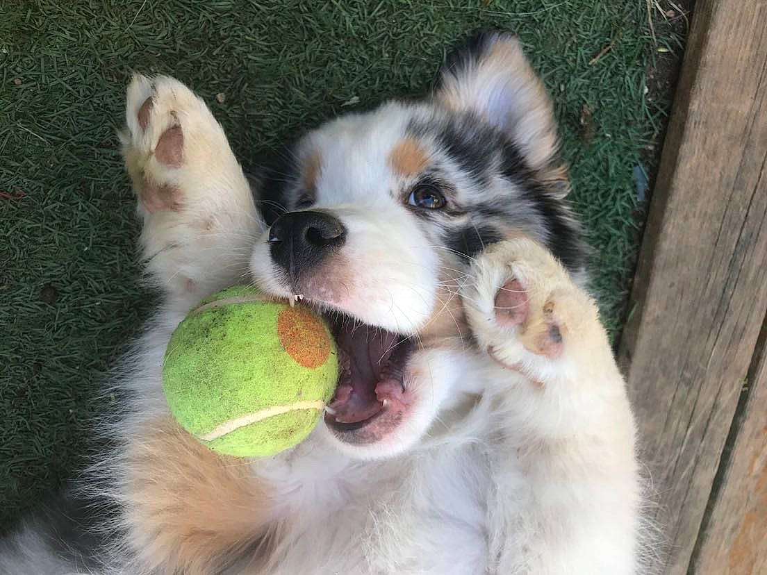 Rally a rejoint le concours — aidez-le/la à gagner de superbes lots ! ball, canidae, carnivore, companion_dog, dog, dog_breed, dog_supply, fawn, foot, fur, grass, happy, paw, pet_supply, recreation, smile, snout, sporting_group, whiskers, yawn