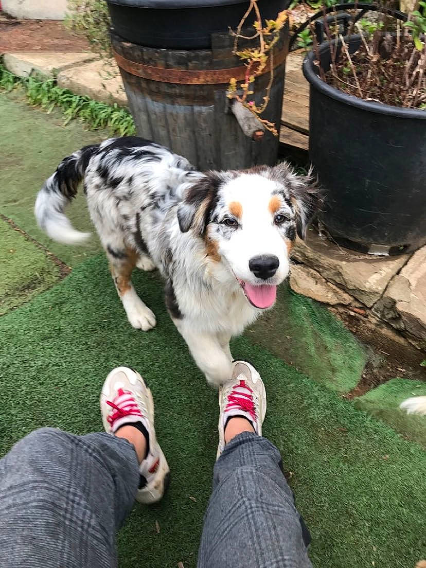 Rally a rejoint le concours — aidez-le/la à gagner de superbes lots ! automotive_tire, carnivore, chair, companion_dog, dog, dog_breed, flowerpot, foot, fur, grass, herding_dog, houseplant, human_leg, jeans, leisure, plant, sneakers, snout, working_dog, yard