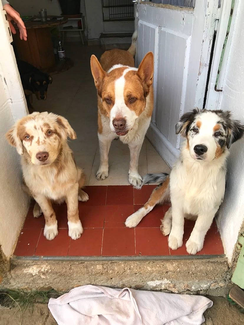 Roulio a rejoint le concours — aidez-le/la à gagner de superbes lots ! ancient_dog_breeds, canidae, carnivore, collar, companion_dog, dog, dog_breed, door, fawn, flooring, paw, pet_supply, photo_caption, puppy, snout, sporting_group, tail, wood, working_animal, working_dog