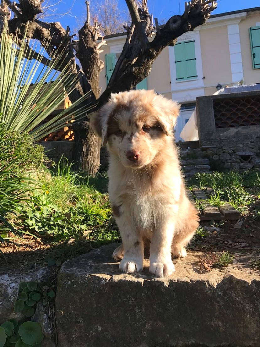 Roulio a rejoint le concours — aidez-le/la à gagner de superbes lots ! arecales, building, canidae, carnivore, companion_dog, dog, dog_breed, fawn, grass, perennial_plant, plant, sky, snout, sporting_group, tail, toy_dog, tree, window, working_animal, working_dog