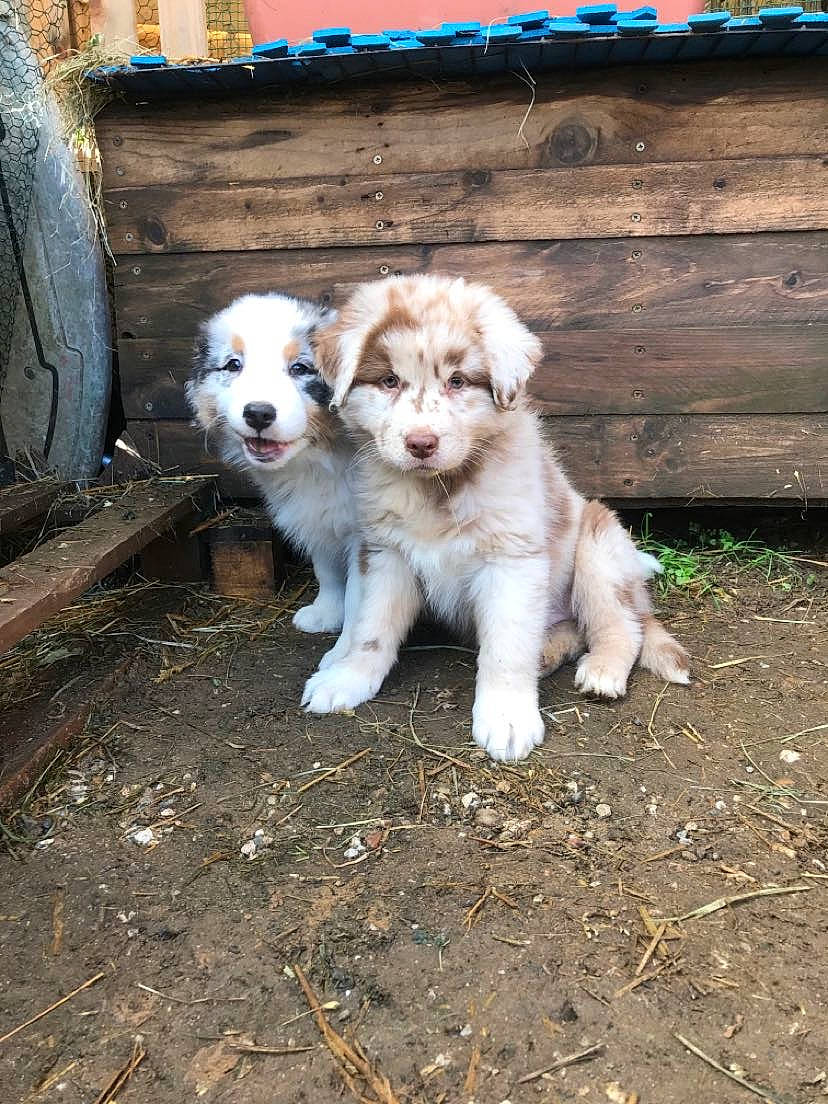 Roulio participe au concours pour gagner de l'argent avec cette photo : ancient_dog_breeds, blue, canidae, carnivore, companion_dog, dog, dog_breed, fawn, fur, grass, plant, snout, soil, sporting_group, street_dog, tail, wood, working_animal, working_dog