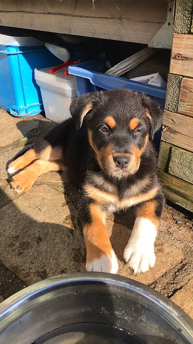 Raya participe au concours pour gagner de l'argent avec cette photo : automotive_tire, blue, brick, canidae, carnivore, companion_dog, dog, dog_breed, electric_blue, fur, gas, guard_dog, paw, rottweiler, snout, sporting_group, terrestrial_animal, toy_dog, wood, working_dog