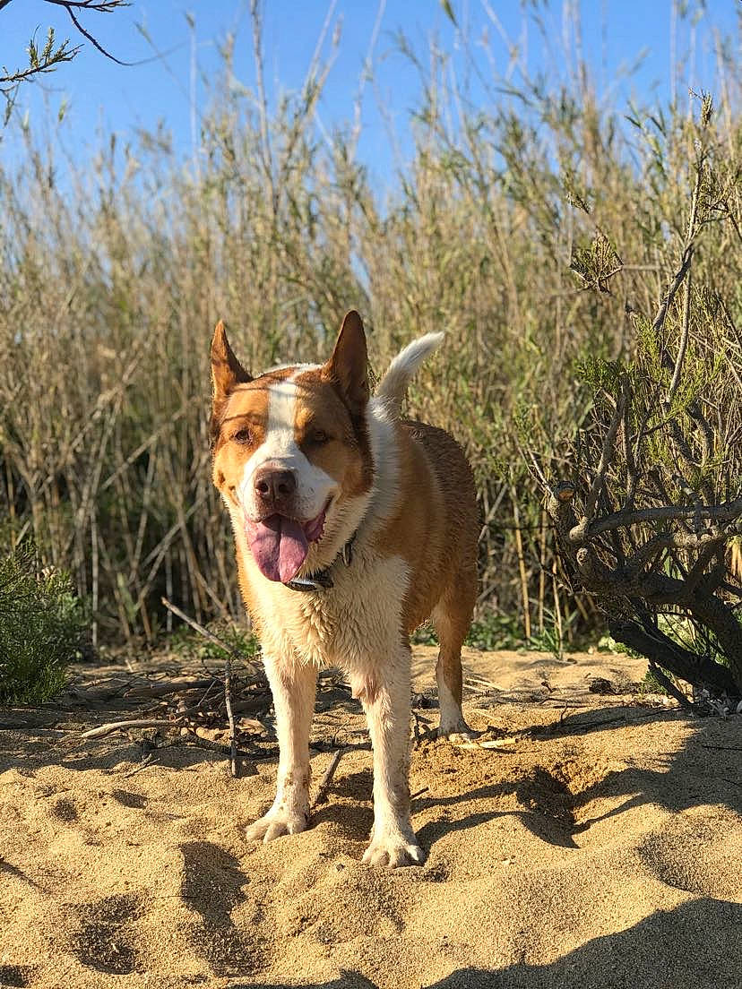 Cyrus participe au concours pour gagner de l'argent avec cette photo : adventure, australian_cattle_dog, canidae, carnivore, companion_dog, dog, dog_breed, fawn, grass, herding_dog, landscape, plant, sky, soil, sporting_group, street_dog, tail, walking, working_animal, working_dog