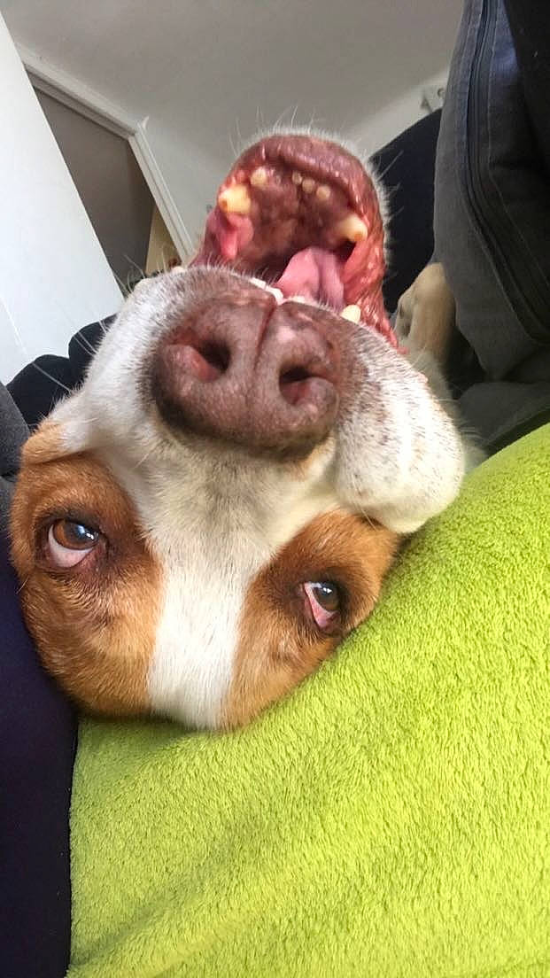 Cyrus participe au concours pour gagner de l'argent avec cette photo : basset_hound, canidae, carnivore, comfort, companion_dog, dog, dog_bed, dog_breed, ear, fawn, fur, jaw, nose, puppy_love, snout, spaniel, sporting_group, stuffed_toy, whiskers, working_animal