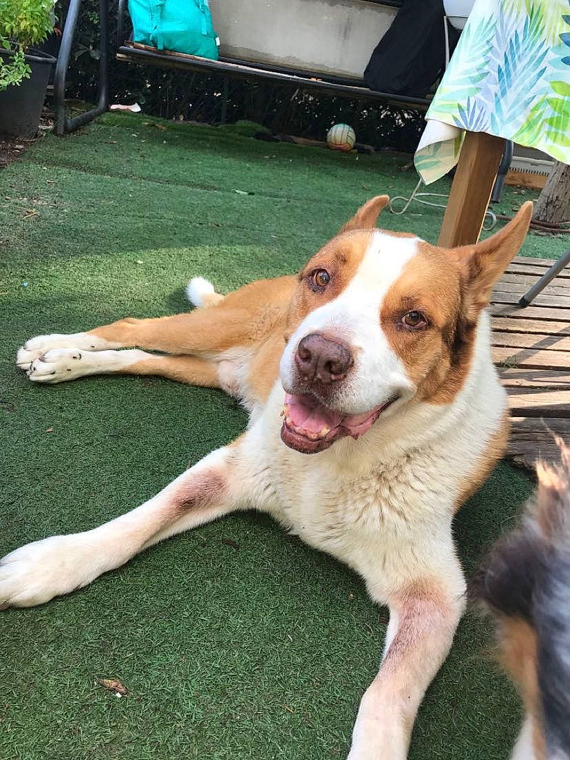 Cyrus a rejoint le concours — aidez-le/la à gagner de superbes lots ! canidae, carnivore, chair, companion_dog, dog, dog_breed, fawn, fur, grass, green, herding_dog, paw, plant, snout, sporting_group, street_dog, whiskers, window, working_animal, working_dog