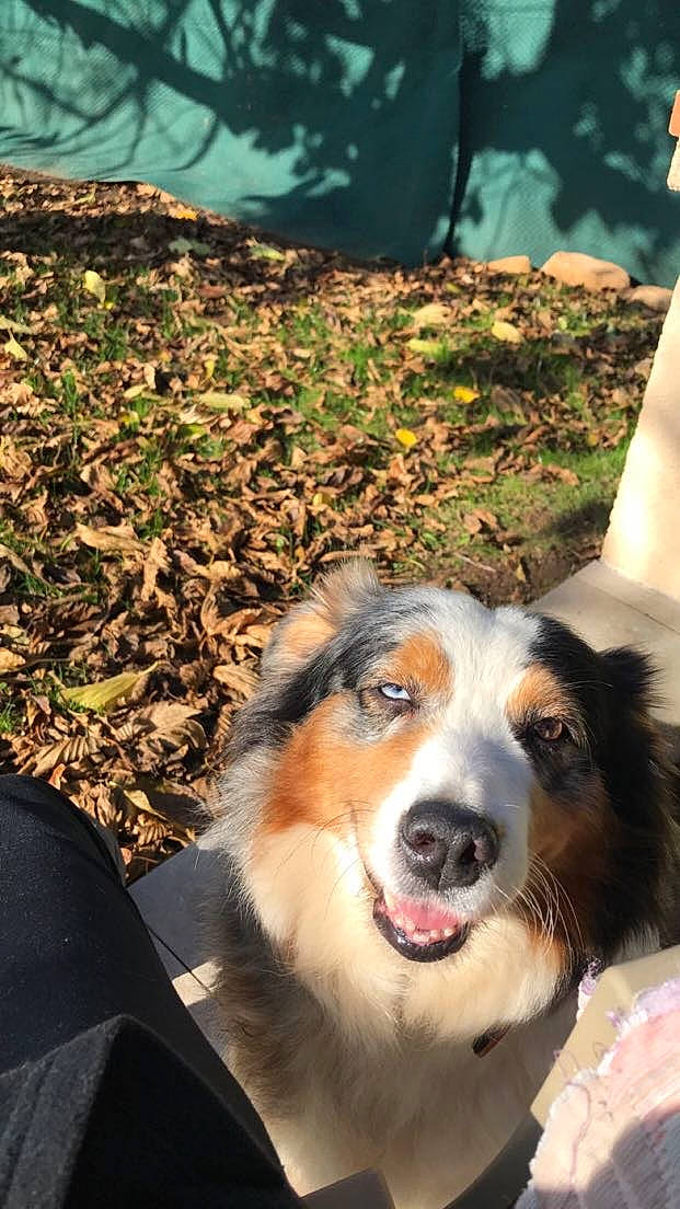 Blue a rejoint le concours — aidez-le/la à gagner de superbes lots ! carnivore, companion_dog, dog, dog_breed, fur, grass, green, light, plant, soil, sporting_group, terrestrial_animal, tree, whiskers, wood, working_dog