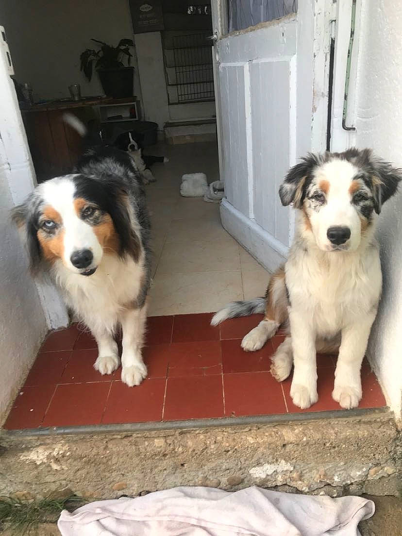 Blue participe au concours pour gagner de l'argent avec cette photo : bored, canidae, carnivore, companion_dog, dog, dog_breed, dog_food, door, flooring, fur, herding_dog, paw, pet_food, pet_vitamins_supplements, snout, sporting_group, tail, working_animal, working_dog