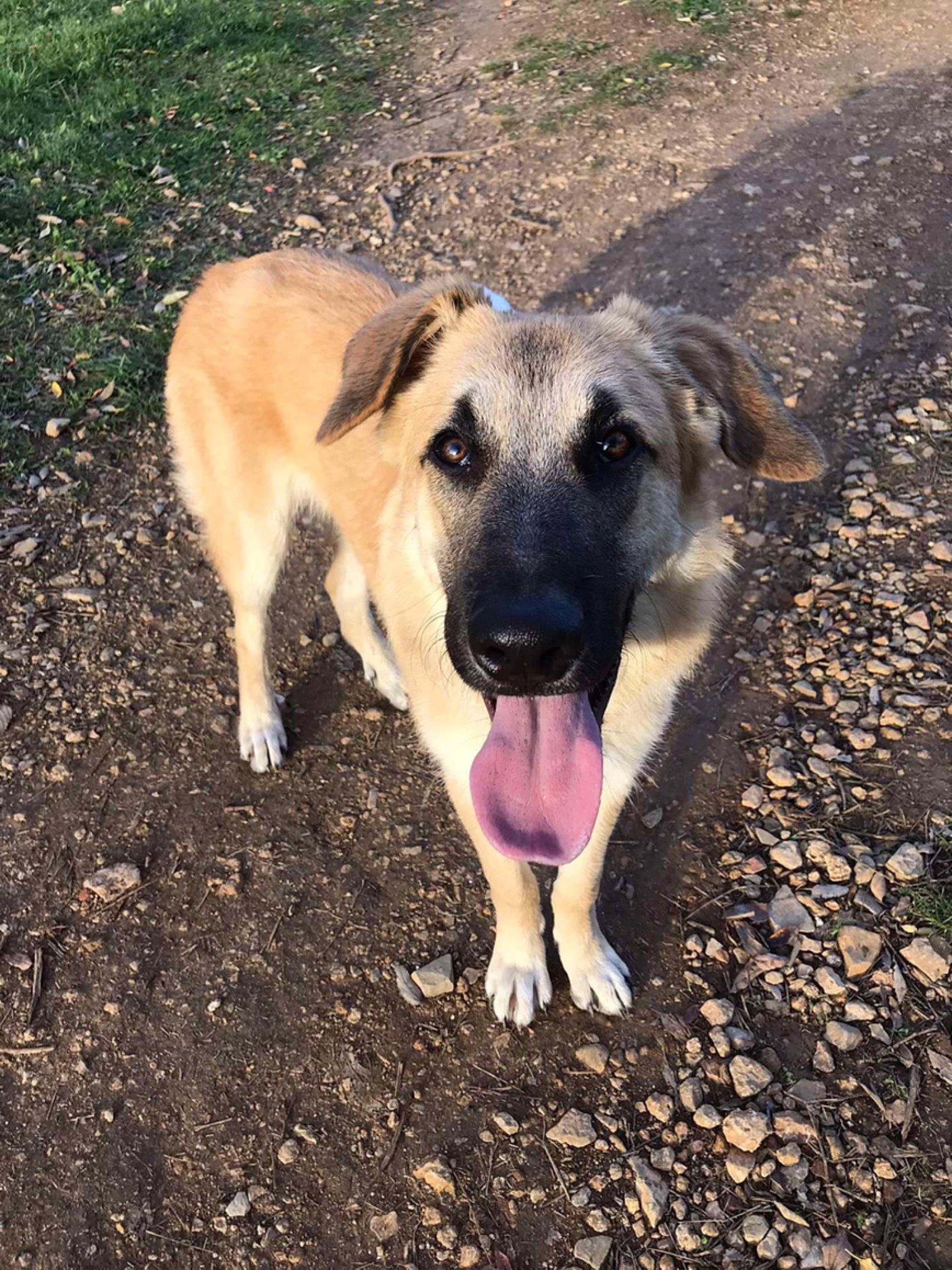 Elios participe au concours pour gagner de l'argent avec cette photo : canidae, carnivore, companion_dog, dog, dog_breed, fawn, grass, plant, snout, soil, sporting_group, street_dog, terrestrial_animal, wildlife, working_dog