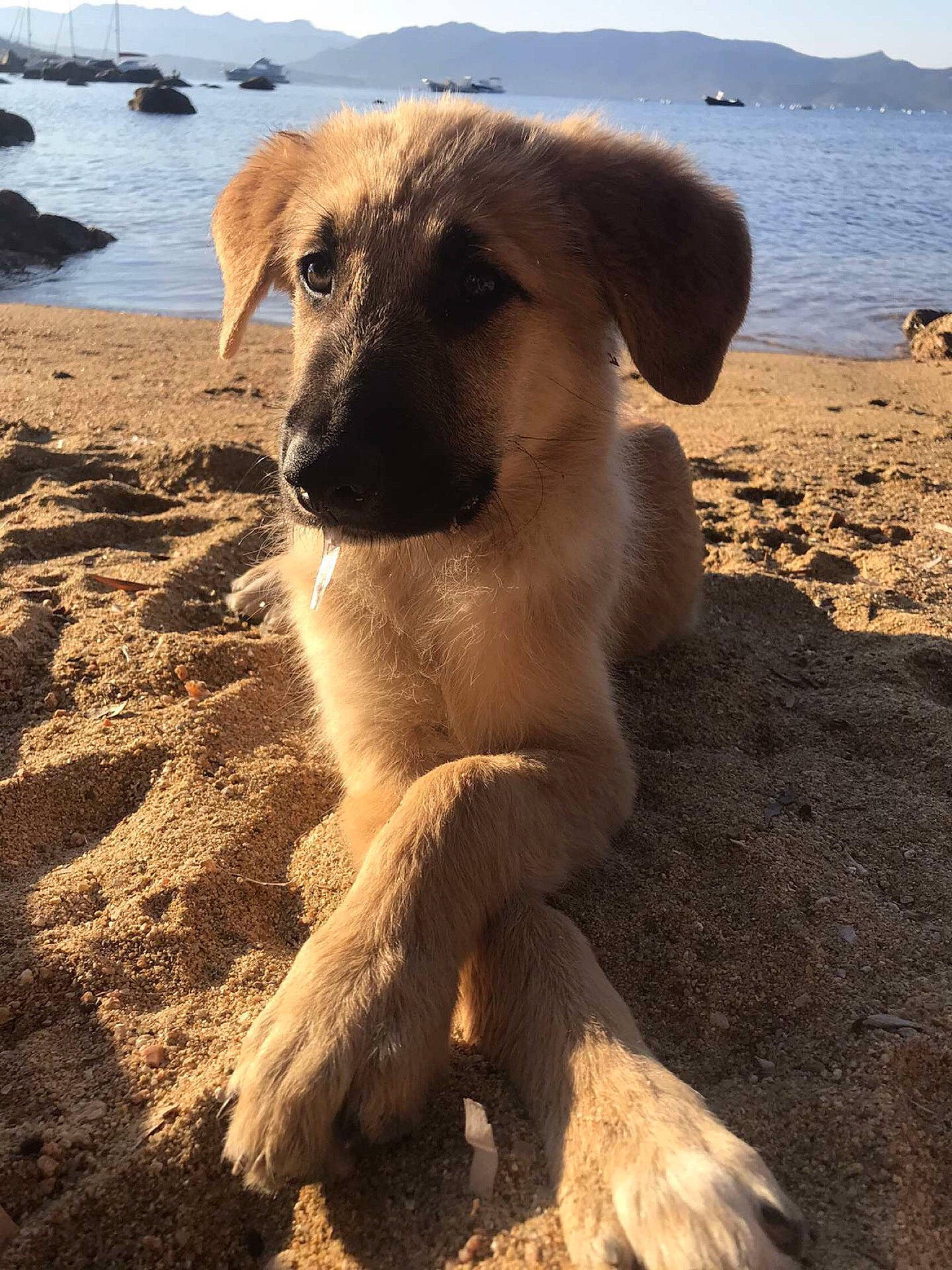 Elios participe au concours pour gagner de l'argent avec cette photo : beach, body_of_water, carnivore, collar, companion_dog, dog, dog_breed, dog_collar, fawn, horizon, lake, landscape, ocean, sand, sky, snout, soil, water, wind_wave, working_animal