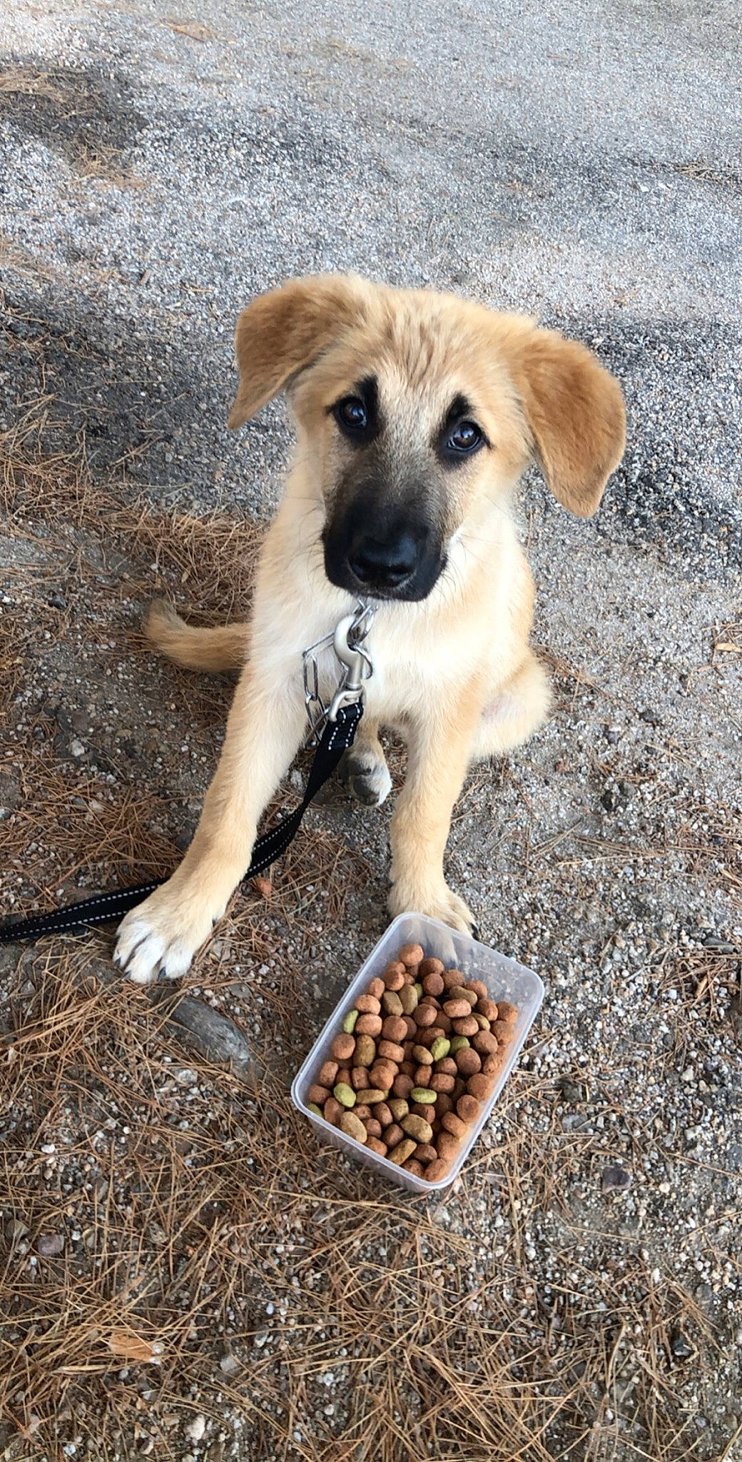 Elios a rejoint le concours — aidez-le/la à gagner de superbes lots ! animal_feed, carnivore, companion_dog, dog, dog_breed, fawn, food, fur, ingredient, paw, pet_food, pet_supply, pet_vitamins_supplements, plant, recipe, seed, snout, soil, street_dog, superfood