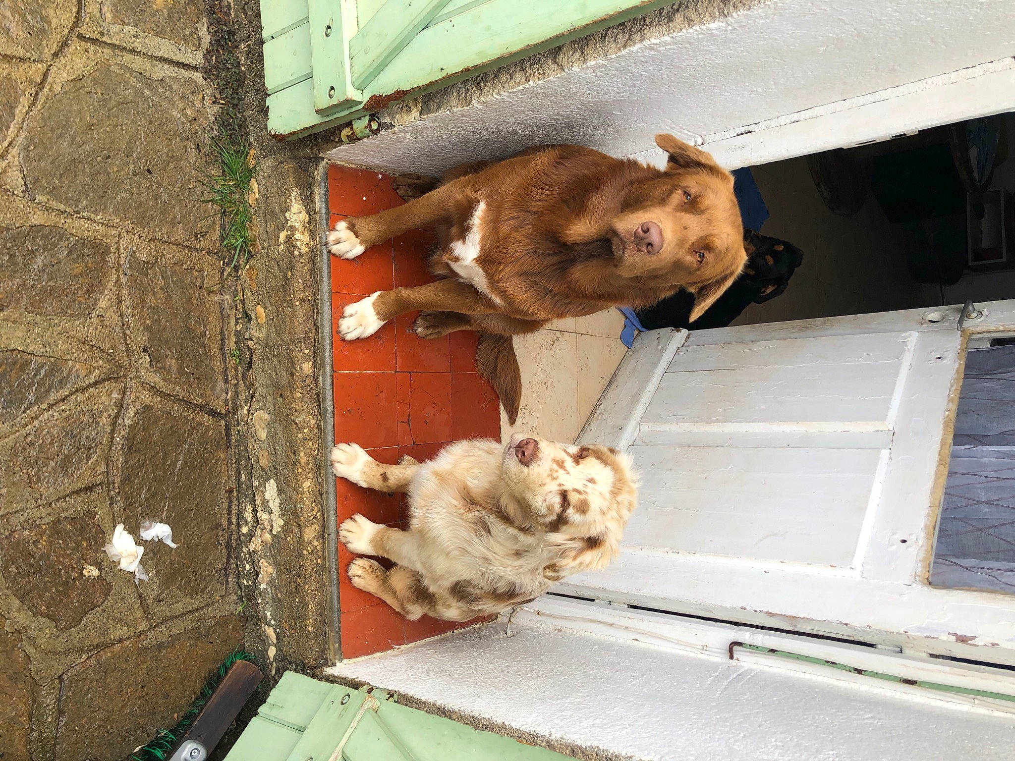 Pilou a rejoint le concours — aidez-le/la à gagner de superbes lots ! animal_shelter, canidae, carnivore, door, fawn, felidae, fur, gas, livestock, macaque, rhesus_macaque, rust, small_to_medium_sized_cats, snout, sporting_group, tail, wildlife, wood