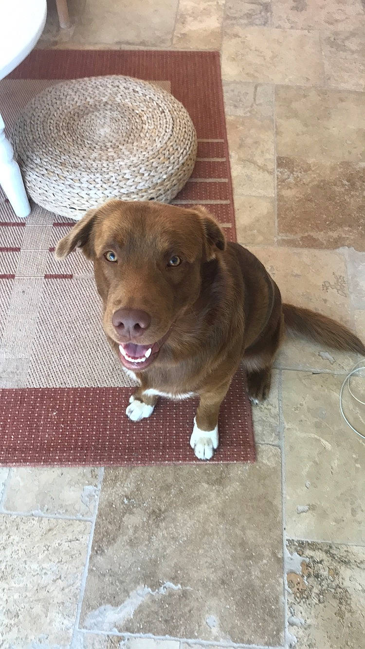 Pilou participe au concours pour gagner de l'argent avec cette photo : canidae, carnivore, collar, companion_dog, dog, dog_breed, fawn, floor, flooring, fur, hat, liver, pet_supply, snout, sporting_group, street_dog, tile, whiskers, wood, working_animal