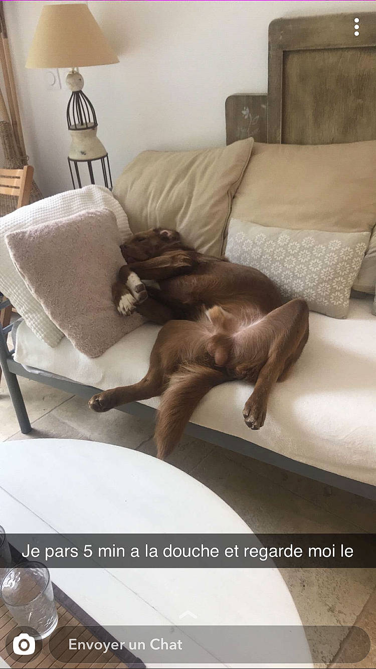 Pilou participe au concours pour gagner de l'argent avec cette photo : armrest, brown, carnivore, chair, comfort, companion_dog, couch, dog, dog_breed, fawn, flooring, furniture, hardwood, interior_design, liver, living_room, picture_frame, room, studio_couch, wood