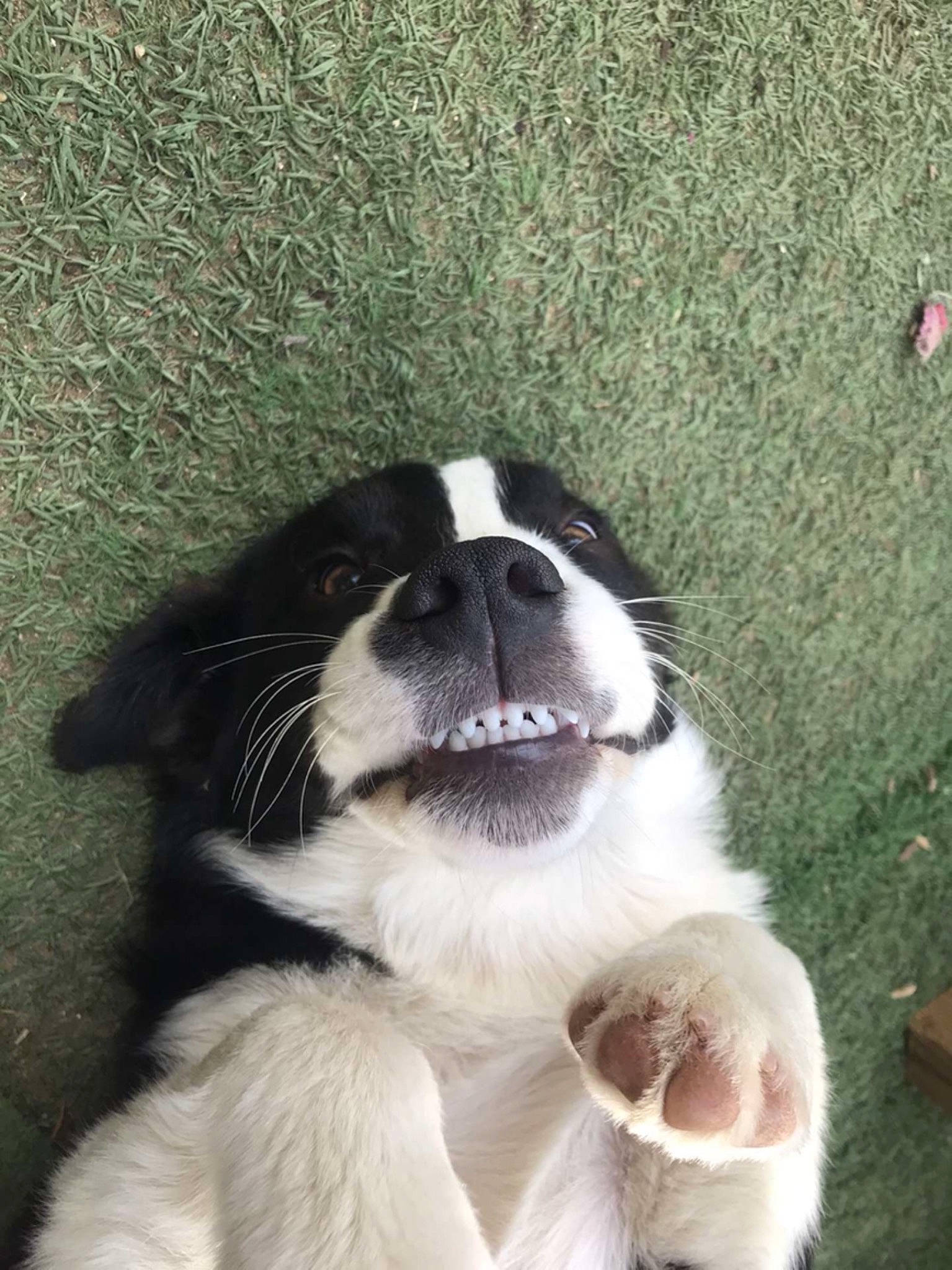 Rasta participe au concours pour gagner de l'argent avec cette photo : bored, canidae, carnivore, companion_dog, dog, dog_breed, fur, grass, non_sporting_group, paw, snout, sporting_group, st_bernard, whiskers, working_animal, working_dog