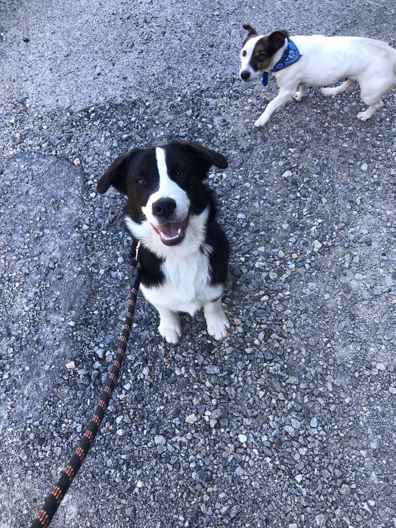 Rasta a rejoint le concours — aidez-le/la à gagner de superbes lots ! asphalt, canidae, carnivore, collar, companion_dog, dog, dog_breed, dog_collar, leash, mammal, paw, road_surface, sidewalk, snout, soil, sporting_group, tail, tar, terrier, vertebrate